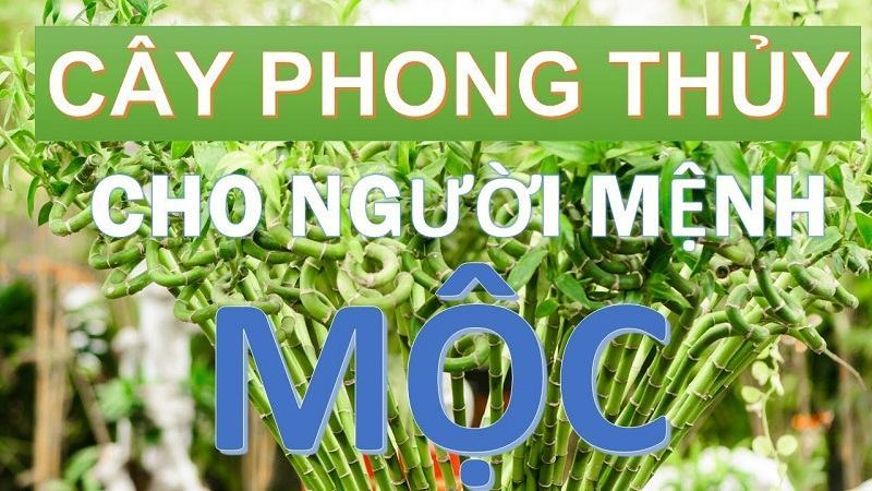 Cách nhận biết cây phong thủy tương sinh mệnh Mộc