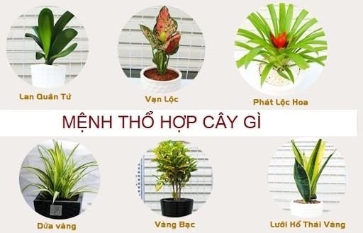 Mệnh Thổ hợp cây gì nhất? 15 Loại cây hợp mệnh Thổ trong phong thủy