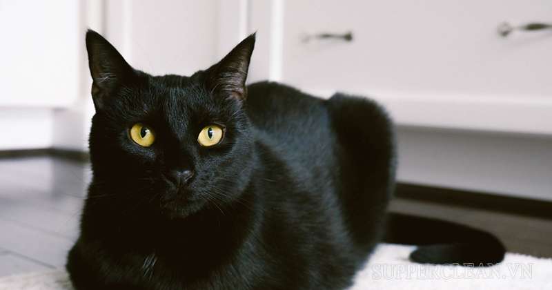 Mèo, đặc biệt là mèo đen thường gắn với nhiều vấn đề tâm linh huyền bí
