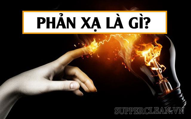 phản xạ là gì