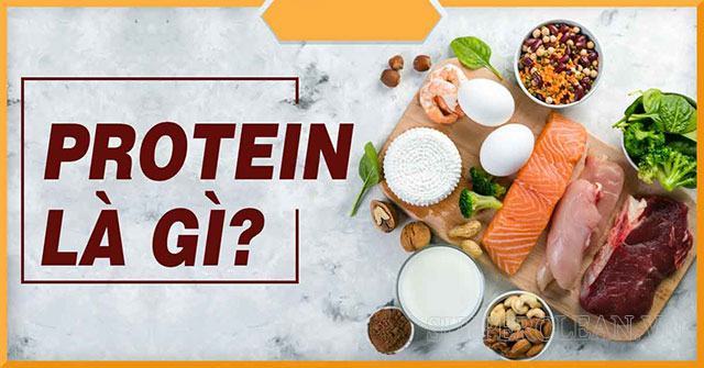 Protein là gì? Tính đa dạng của protein được quy định bởi yếu tố nào?