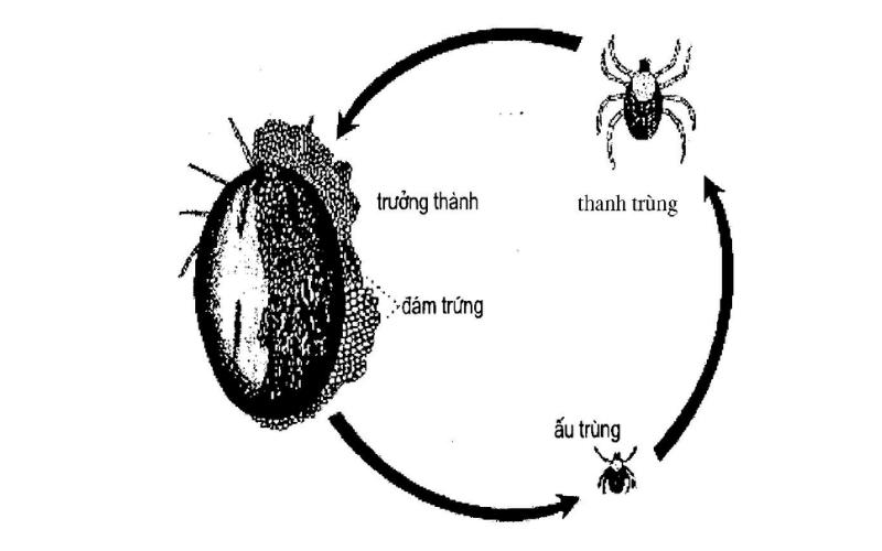 Vòng đời của ve chó