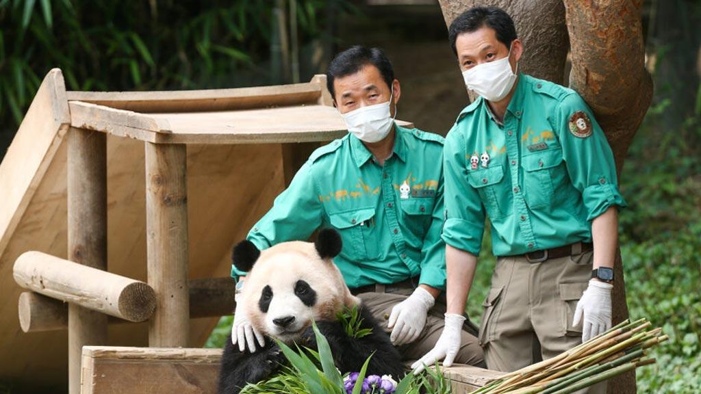 Fu Bao Bảo Bối Của Ông là hành trình chào tạm biệt cô gấu trúc nổi tiếng nhất Hàn Quốc