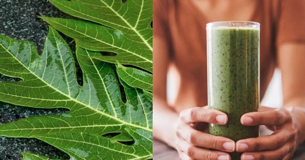 Thực hư lá đu đủ chữa bệnh, đây là những bài thuốc chữa bệnh hiệu quả từ cây đu đủ theo kinh nghiệm dân gian