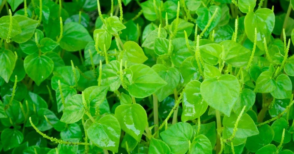 Từng bị coi là rau dại, công dụng bất ngờ của rau càng cua đối với sức khỏe không phải ai cũng biết