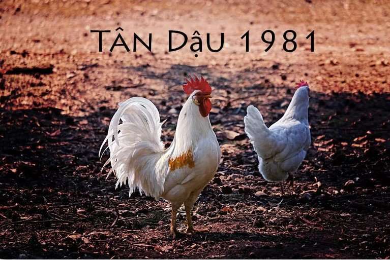 Tuổi Tân Dậu sinh năm 1981 mệnh gì? Hợp với tuổi nào, Màu sắc, Hướng tốt