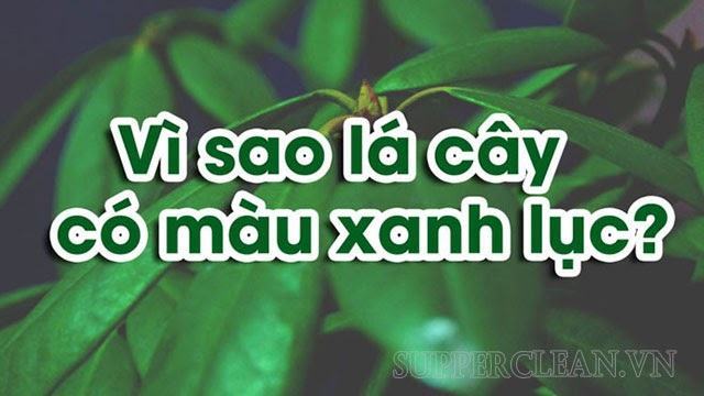 Vì sao lá cây có màu xanh lục? Những khám phá thú vị về lá cây