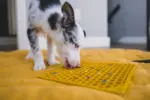 What to Look for Before Buying Gear for Your Dog