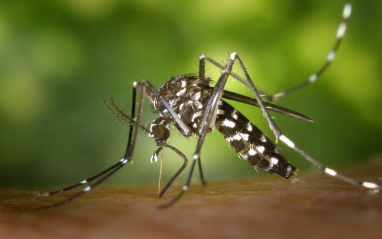 Year-Round Mosquito Control in Bakersfield, CA: Keep Your Home & Garden Safe